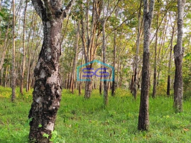 Dijual Tanah dengan Bonus Kebun Karet di Lingkar Prabumulih Sumatera Selatan