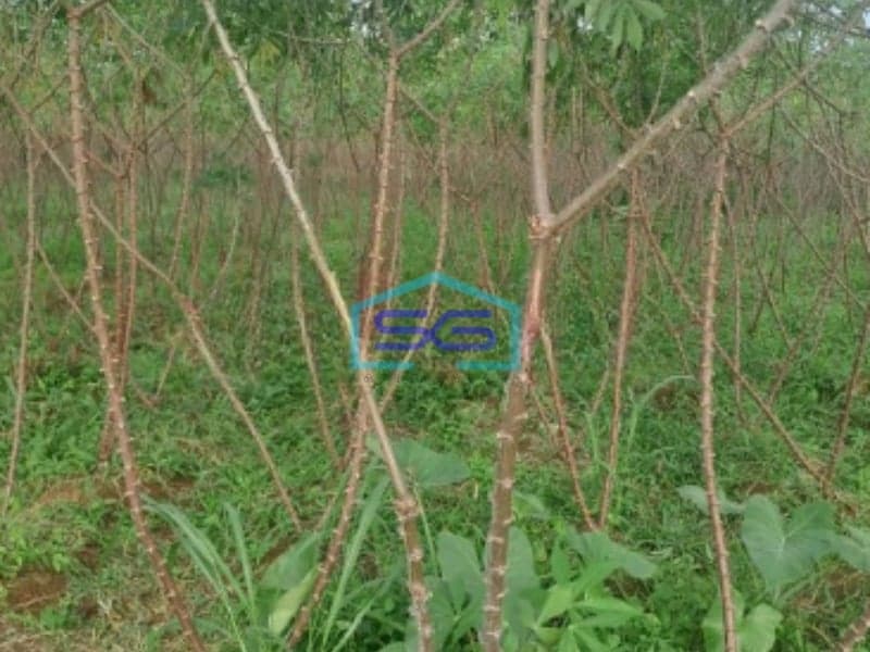 Dijual Tanah Karikhil Ciseeng Bogor Luas Tanah 1700m2 SHM