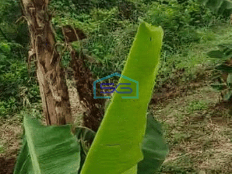 Dijual Cepat Tanah Lahan Industri Luas 2,5 Ha Di Pasar Kemis Tangerang