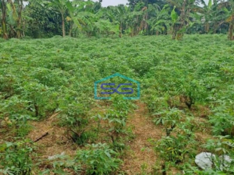 Dijual Tanah di Kemang Bogor Desa Tegal Kahuripan Luas Tanah 3000m2