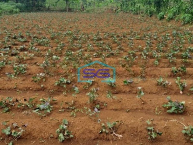 Dijual Tanah Di Ciseeng Bogor Luas Tanah 1000m2