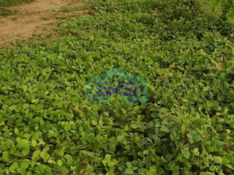 Dijual Kavling Luas Di Jonggol Bogor Jawa Barat