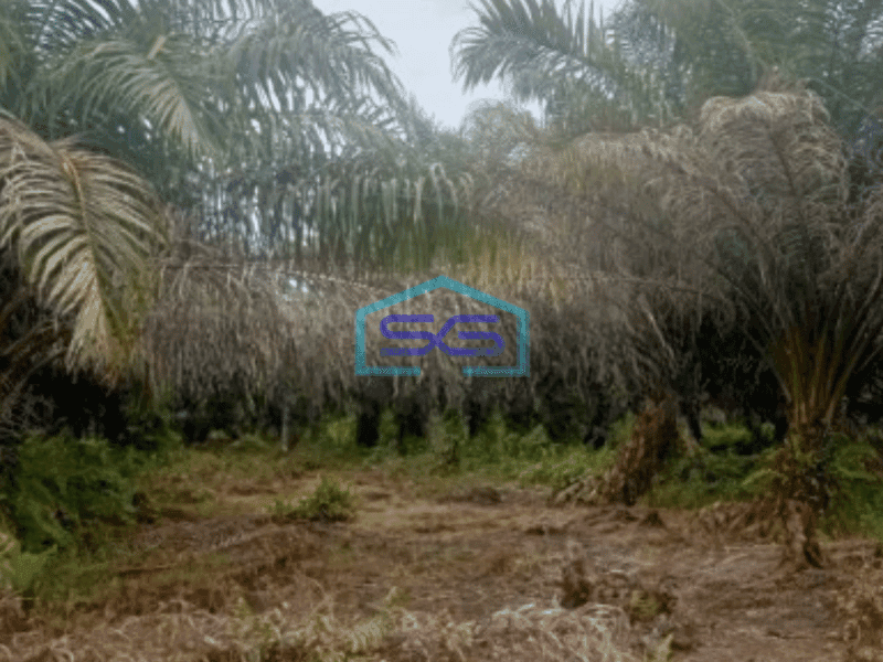 Dijual Tanah Kebun Sawit 263Ha Di Pelalawan Riau