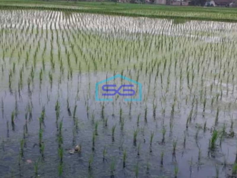 Dijual Tanah Sawah Strategis Cianjur Luas Tanah  9875 m²